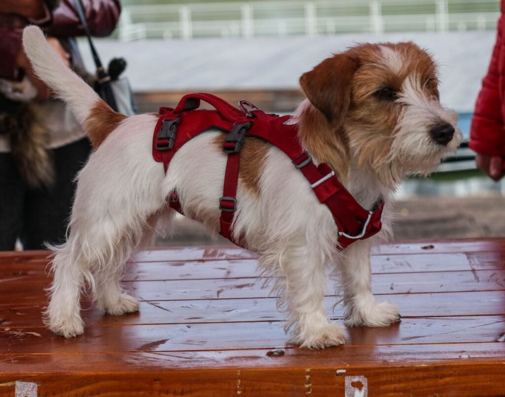 Ruffwear
