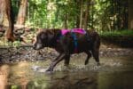 ruffwear