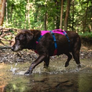 ruffwear