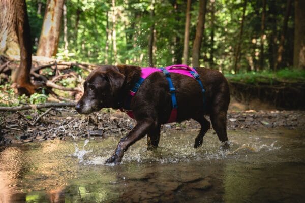 ruffwear